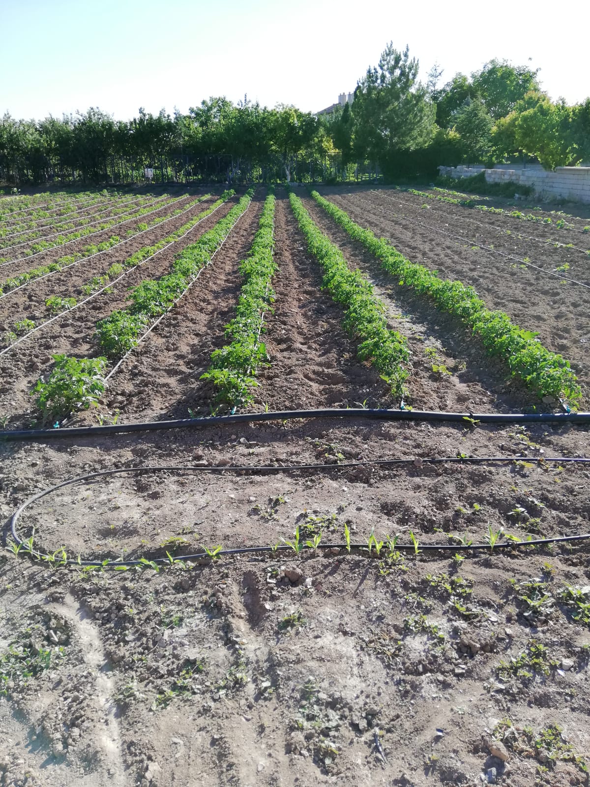 Asaf Tarım ve Hayvancılık